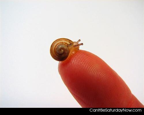 Snail - one tiny snail